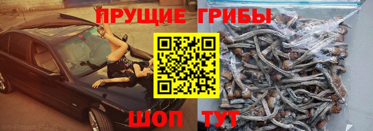 Галлюциногенные грибы MAGIC MUSHROOMS  Вход с VPN  Галлюциногенные грибы GOLDEN TEACHER  Курчатов 